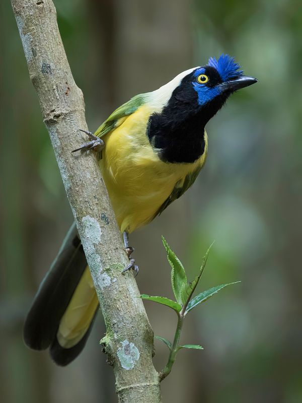 Green Jay - Groene Gaai - Geai vert