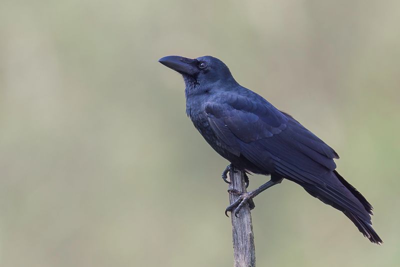 Indian Jungle Crow