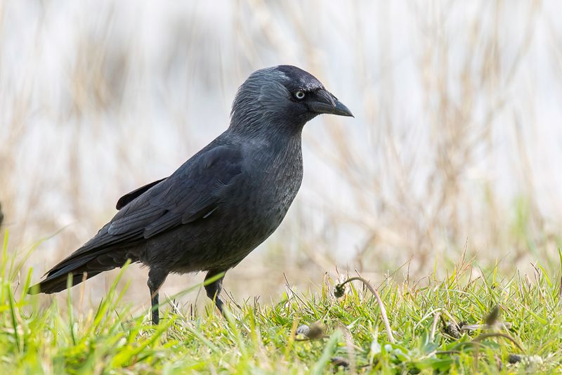 Jackdaw