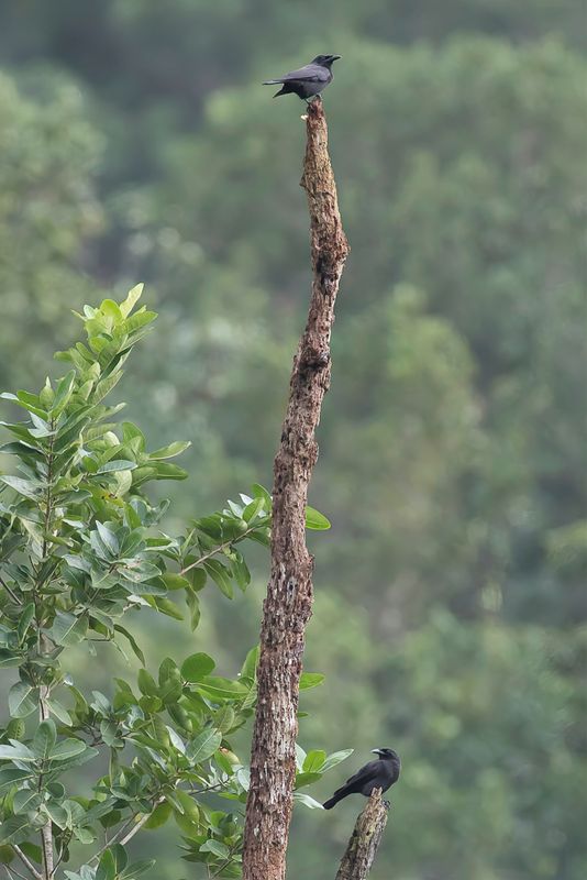 Jamaican Crow