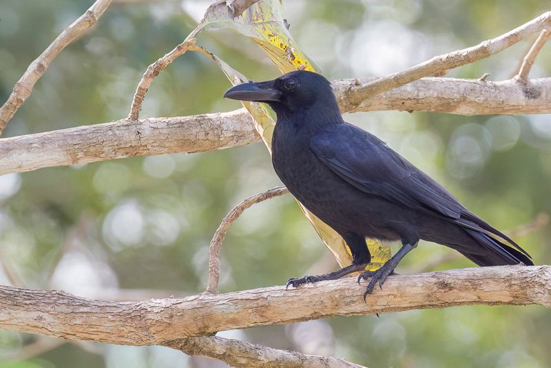 Large-billed Crow