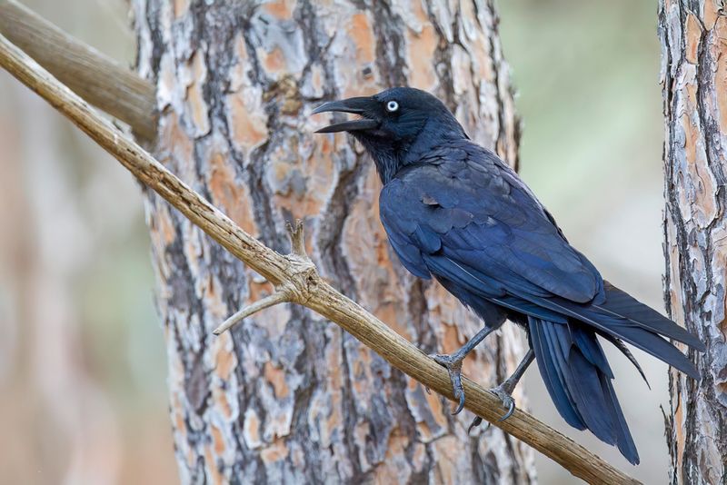 Little Raven