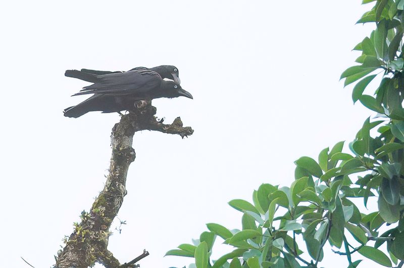 Long-billed Crow