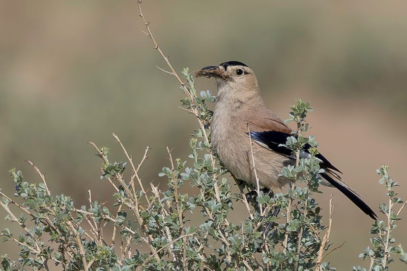 Mongolian Ground Jay