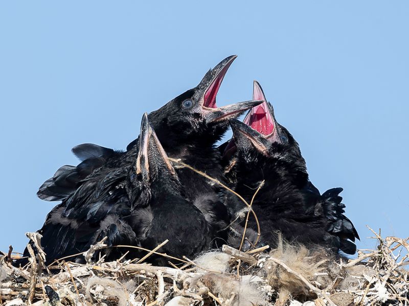 Northern Raven (j)