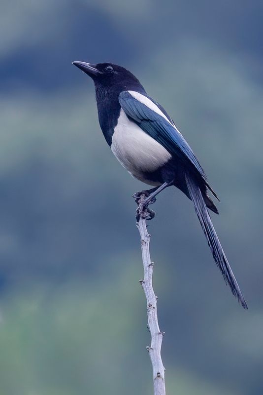 Oriental Magpie