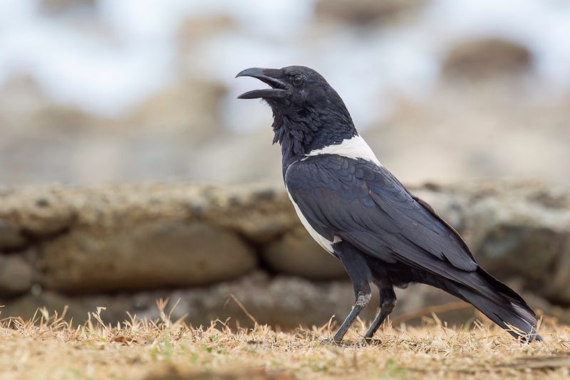 Pied Crow