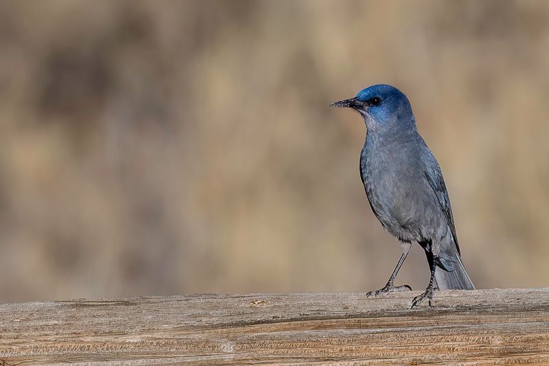 Pinyon Jay