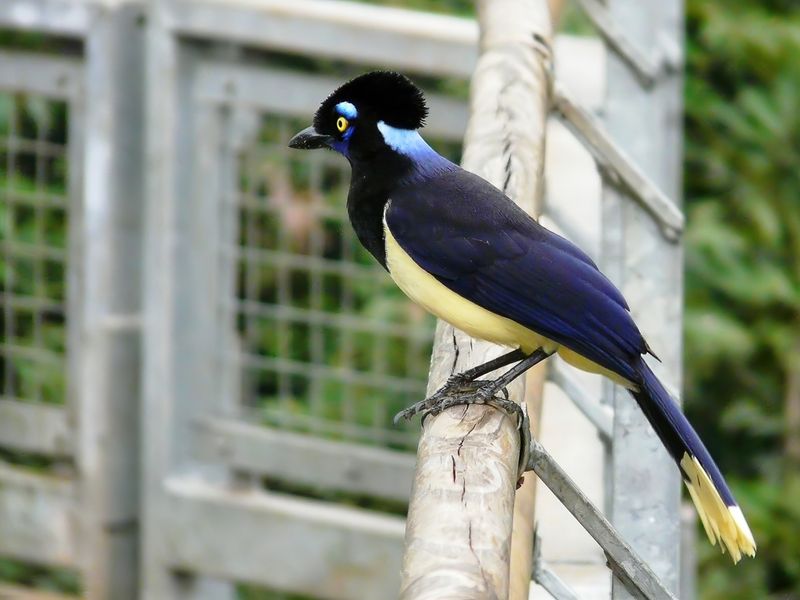 Plush-crested Jay