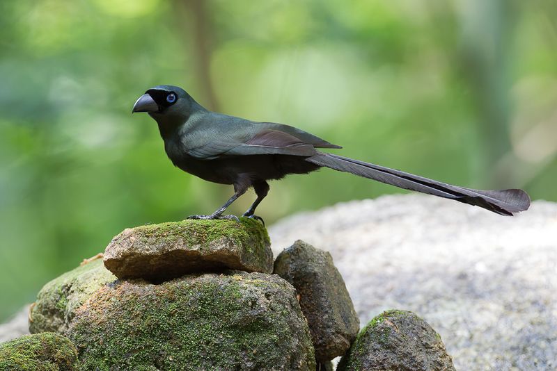 Racket-tailed Treepie