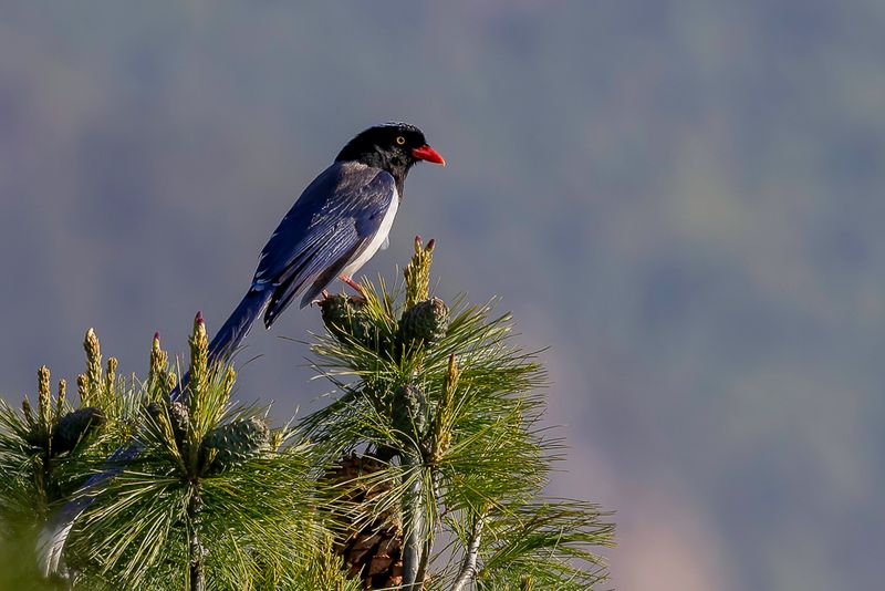 Red-billed Blue Magpie