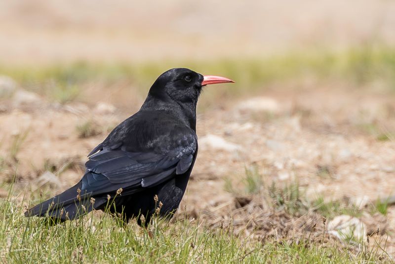 Red-billed Chough