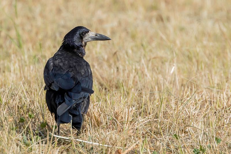 Rook