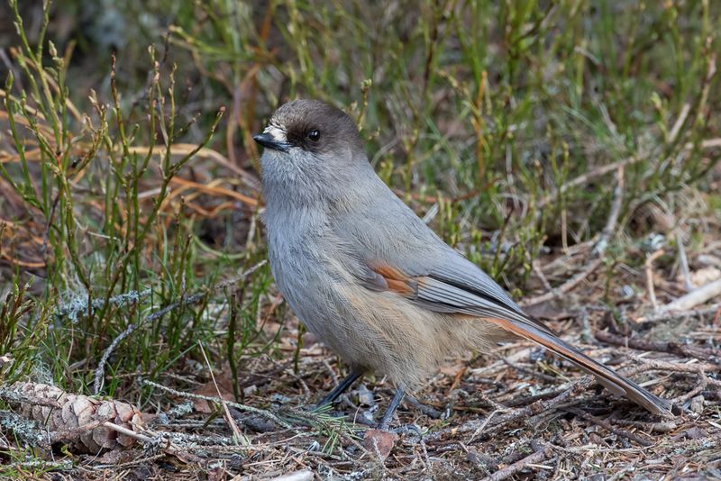 Siberian Jay