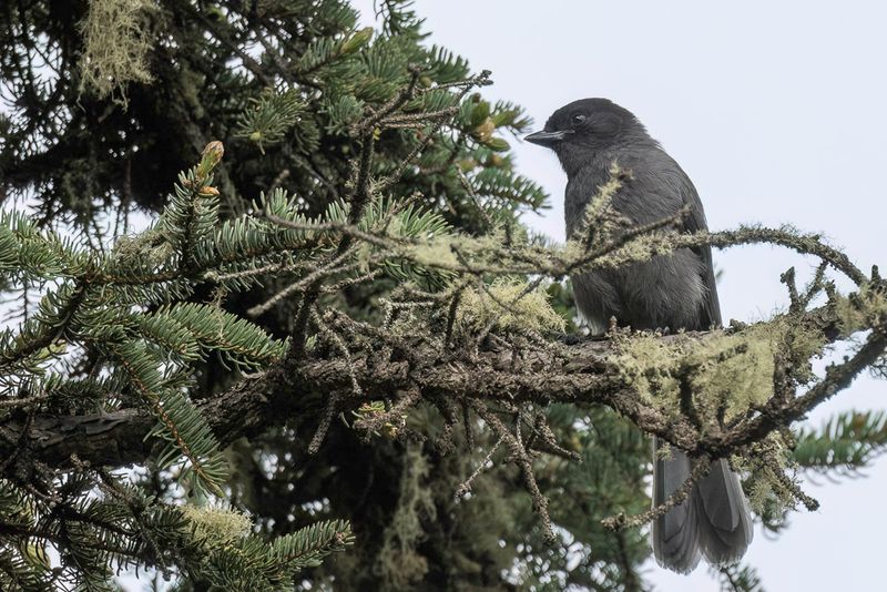 Sichuan Jay (imm)