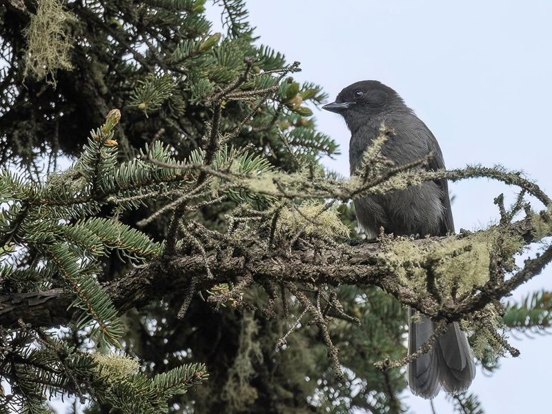 Sichuan Jay (imm)