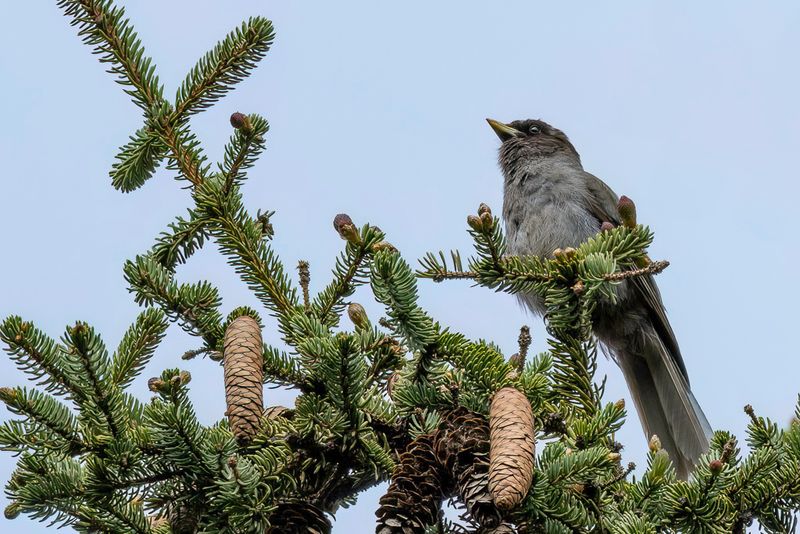 Sichuan Jay
