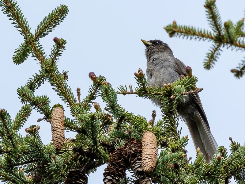 Sichuan Jay