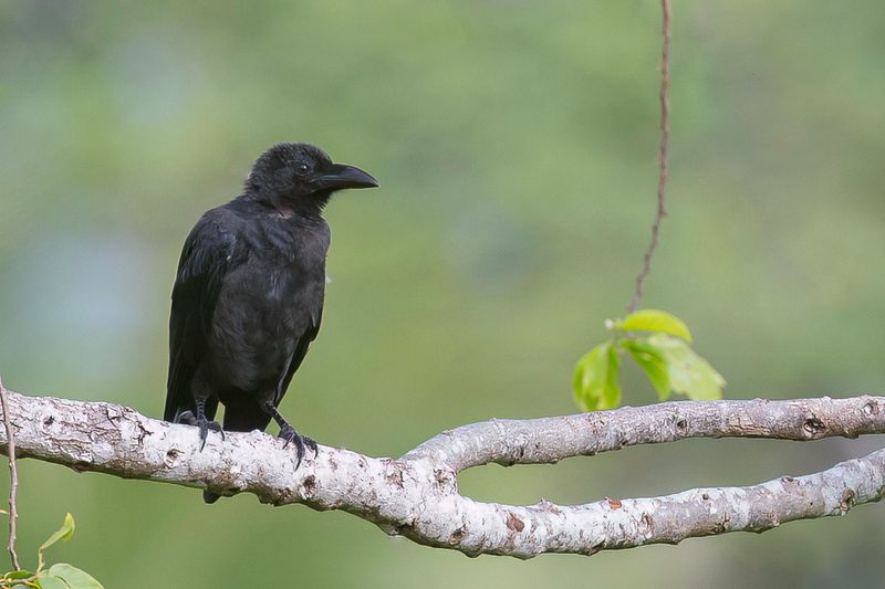 Sulawesi Crow