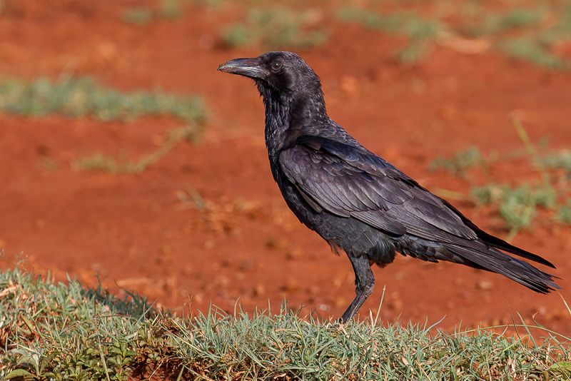 Somali Crow