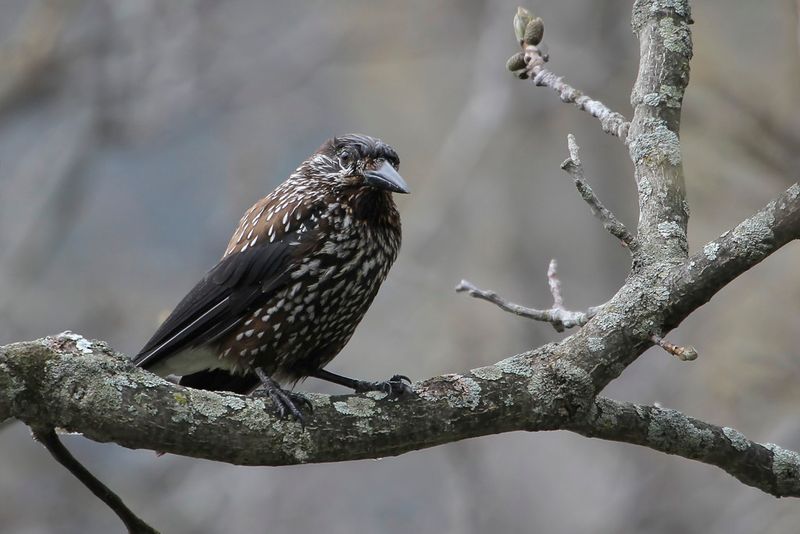 Northern Nutcracker