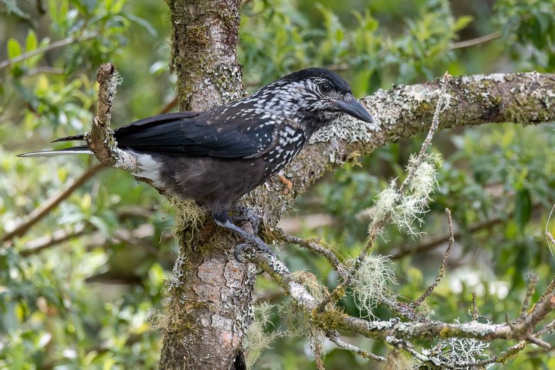Southern Nutcracker