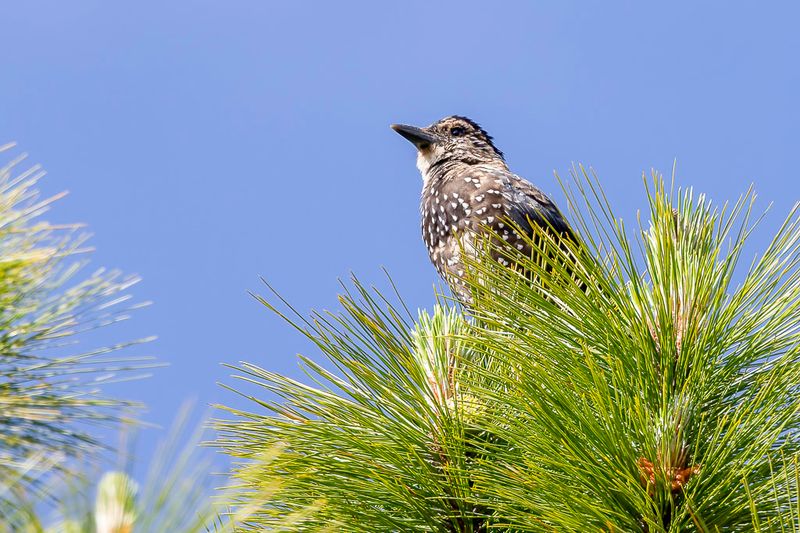 Southern Nutcracker