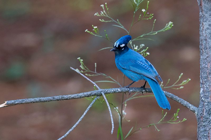 Steller's Jay