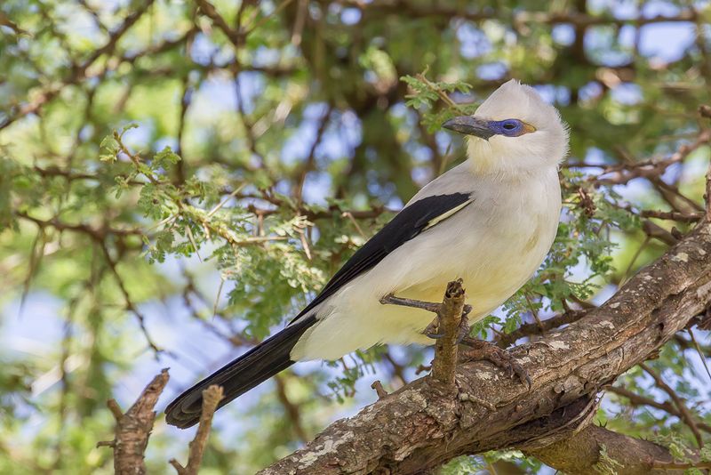 Stresemann's Bushcrow