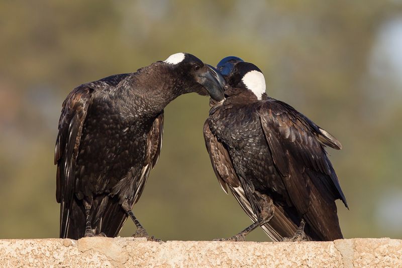 Thick-billed Raven