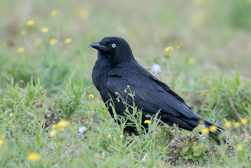 Torresian Crow