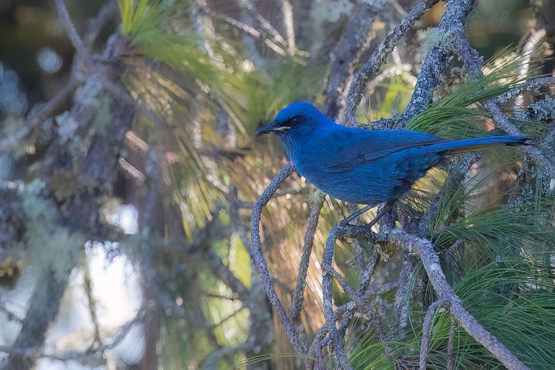 Unicolored Jay