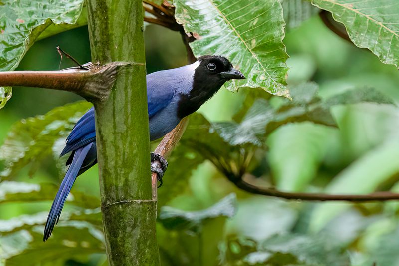 Violaceous Jay