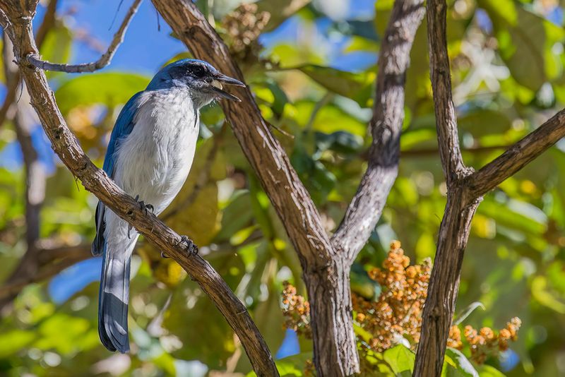 Western Scrub Jay