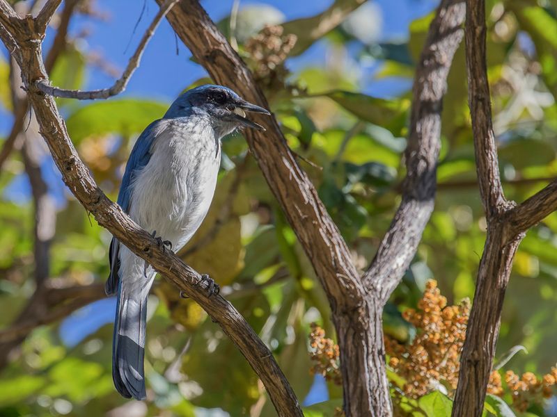 Western Scrub Jay