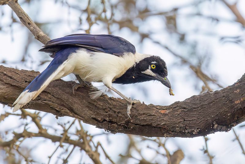 White-tailed Jay