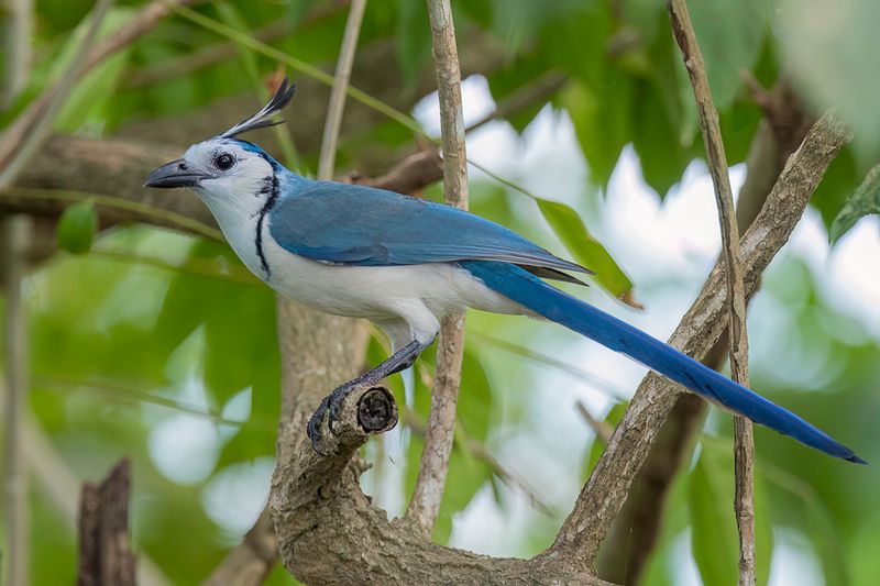 White-throated Magpie-Jay