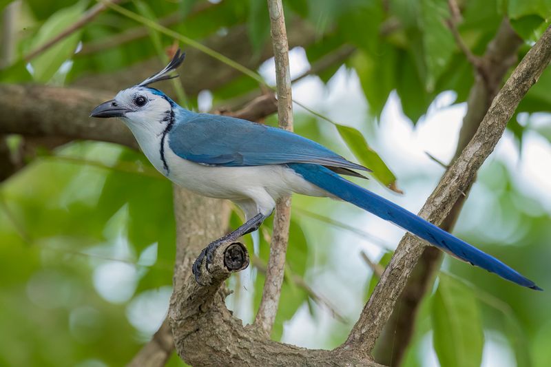 White-throated Magpie-Jay
