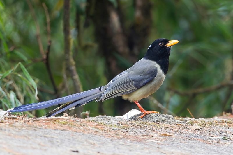 Yellow-billed Blue Magpie