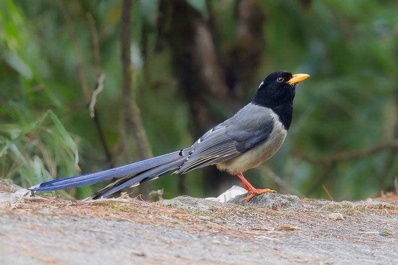 Yellow-billed Blue Magpie
