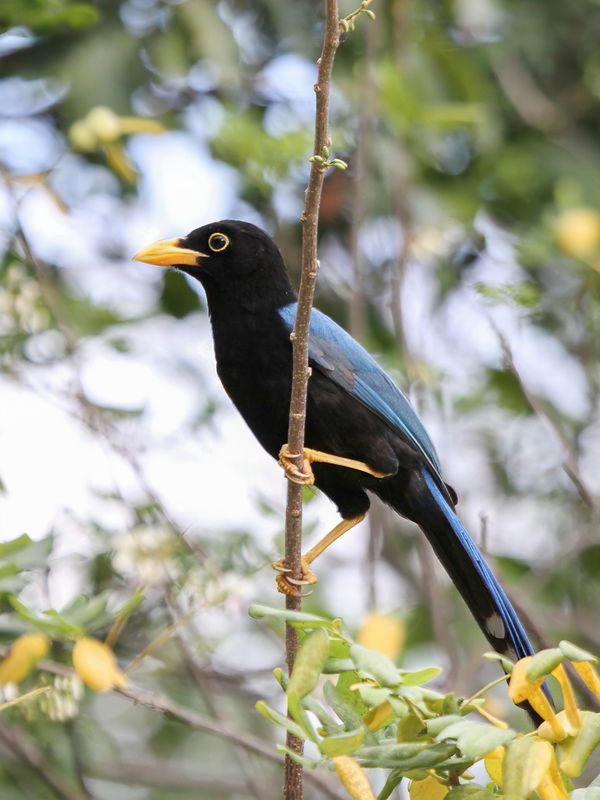 Yucatan Jay