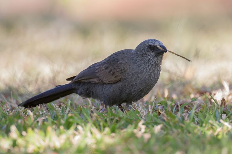Apostlebird