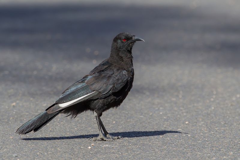 White-winged Chough