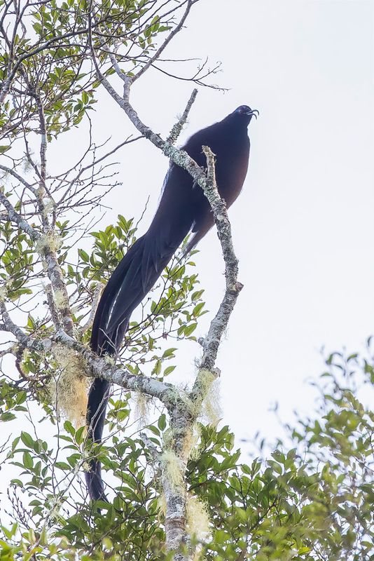 Black Sicklebill (m)