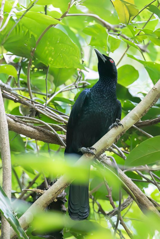 Glossy-mantled Manucode
