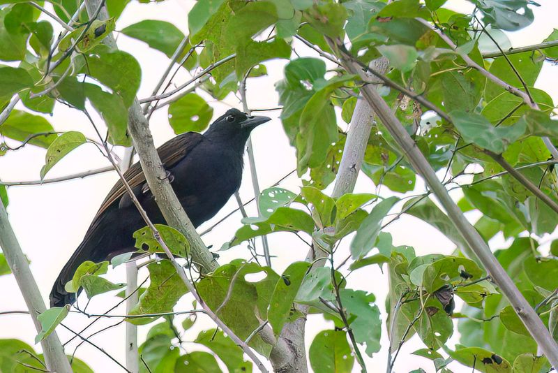 Halmahera Paradise Crow
