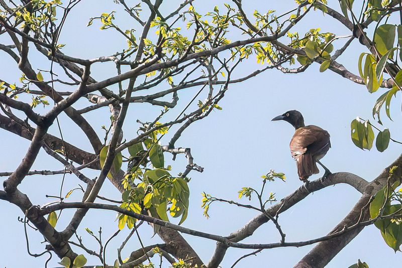 Lesser Bird-of-paradise (f)