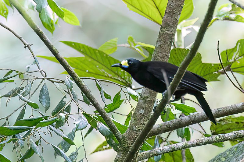 Long-tailed Paradigalla