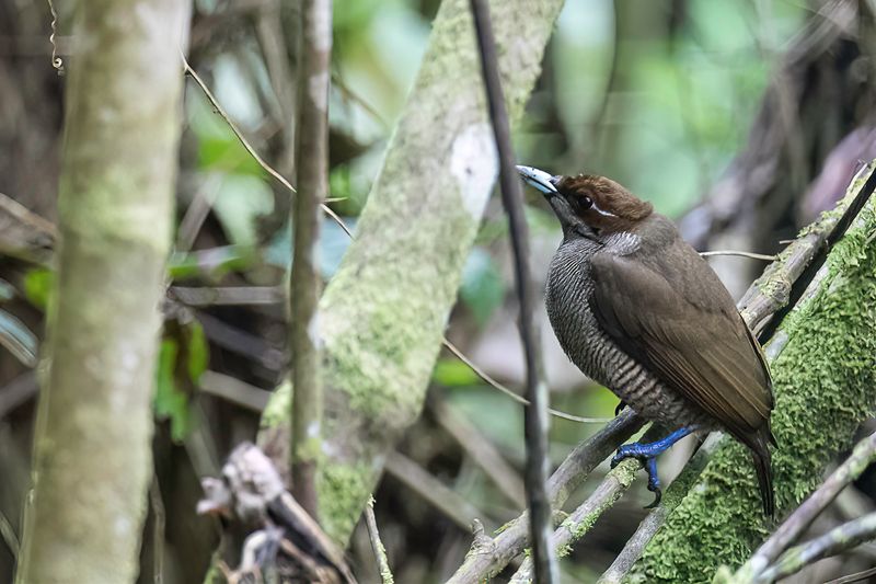 Magnificent Bird-of-paradise (f)