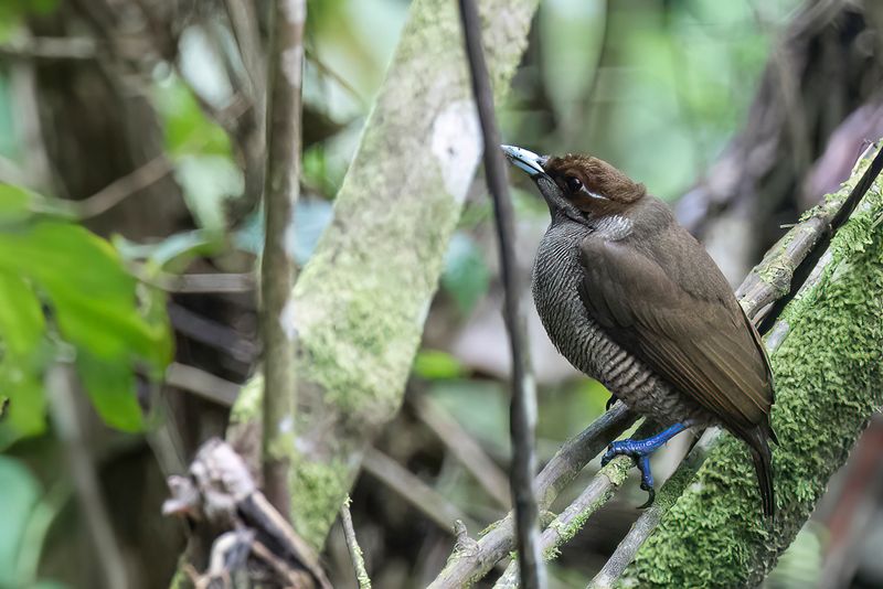 Magnificent Bird-of-paradise (f)